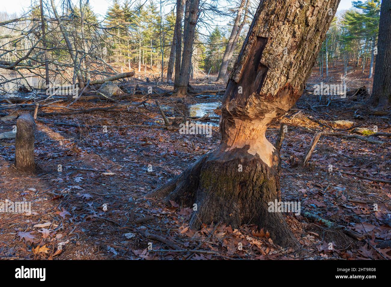 Tronc d'arbre rongé par un castor. Echo Pond, Rocky Woods, Medfield, Massachusetts, États-Unis Banque D'Images