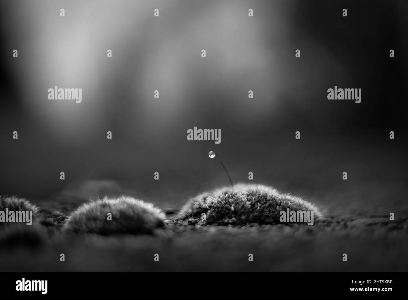 Macro échelle de gris de petites textures de mousse sur un arrière-plan flou Banque D'Images