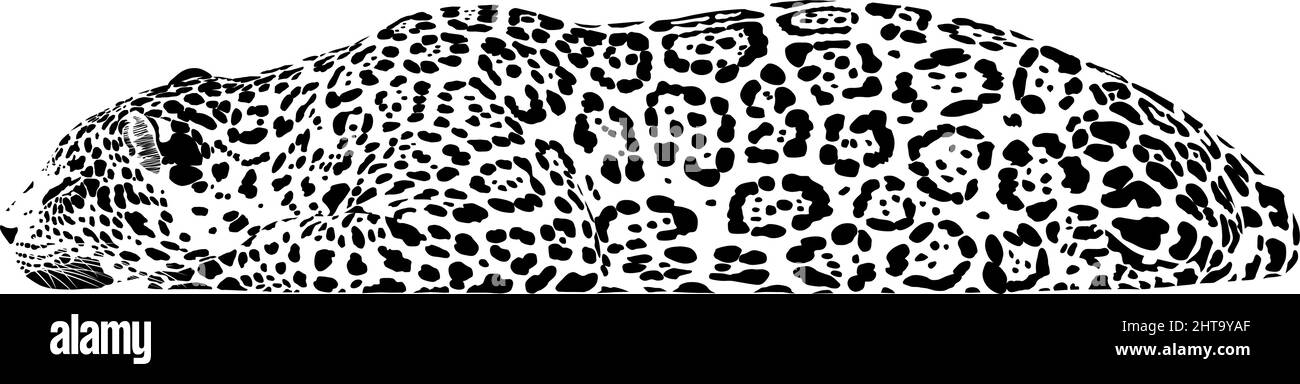 Dormir jaguar Illustration de Vecteur