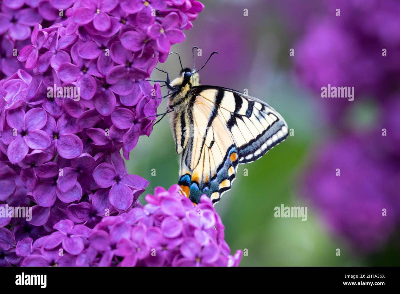Un gros plan d'un papillon machaon assis sur un lilas Banque D'Images