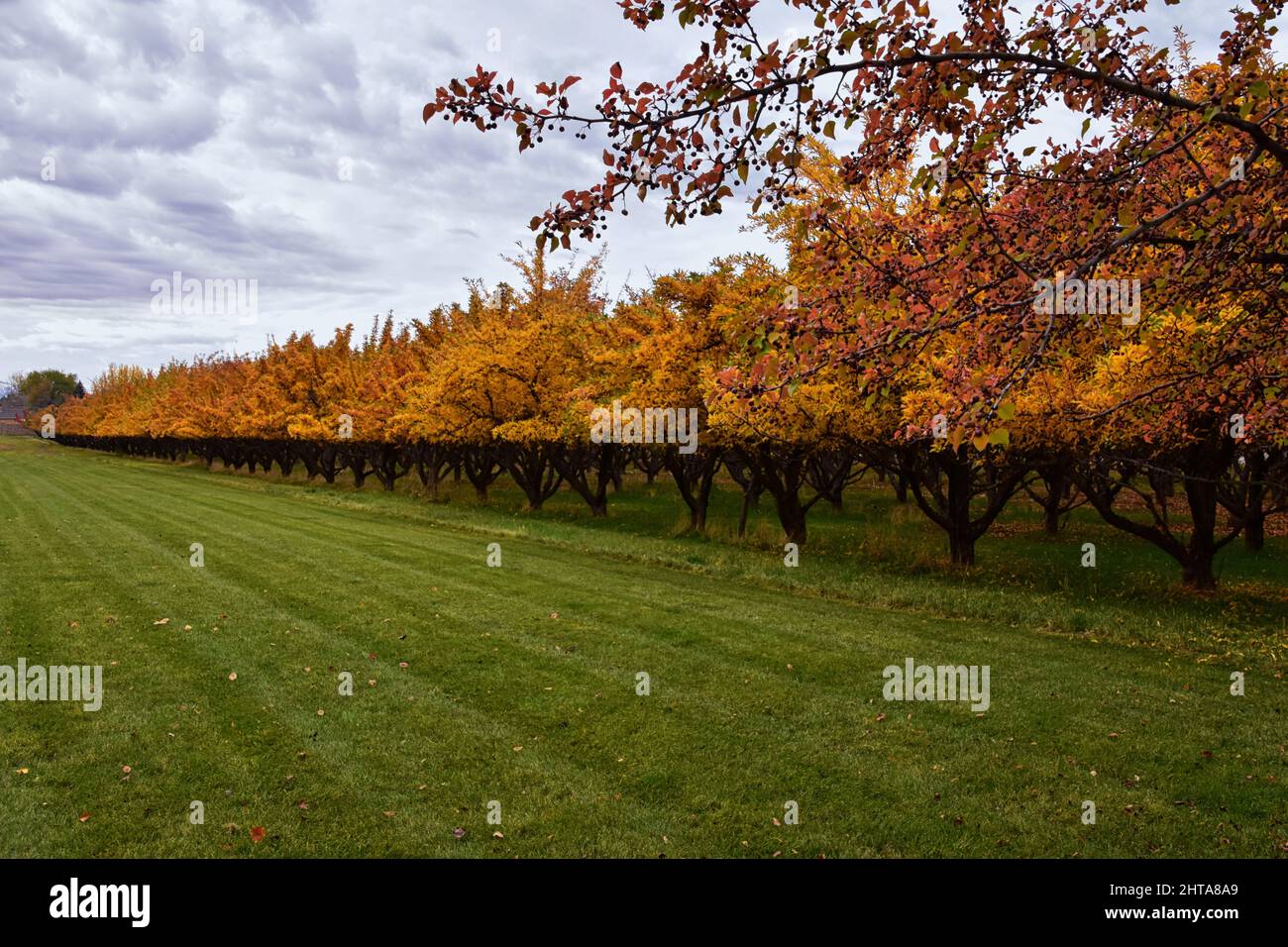 Le verger de pommiers laisse d'automne jaune vif dans le comté de Provo Utah, le long des montagnes Rocheuses Wasatch Front. ÉTATS-UNIS. Banque D'Images