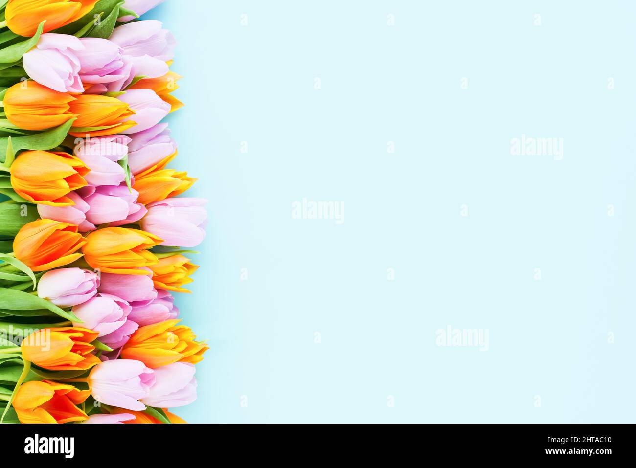 Tulipes roses et orange sur fond bleu clair. Fête des mères, jour de la Saint-Valentin, concept d'anniversaire Banque D'Images