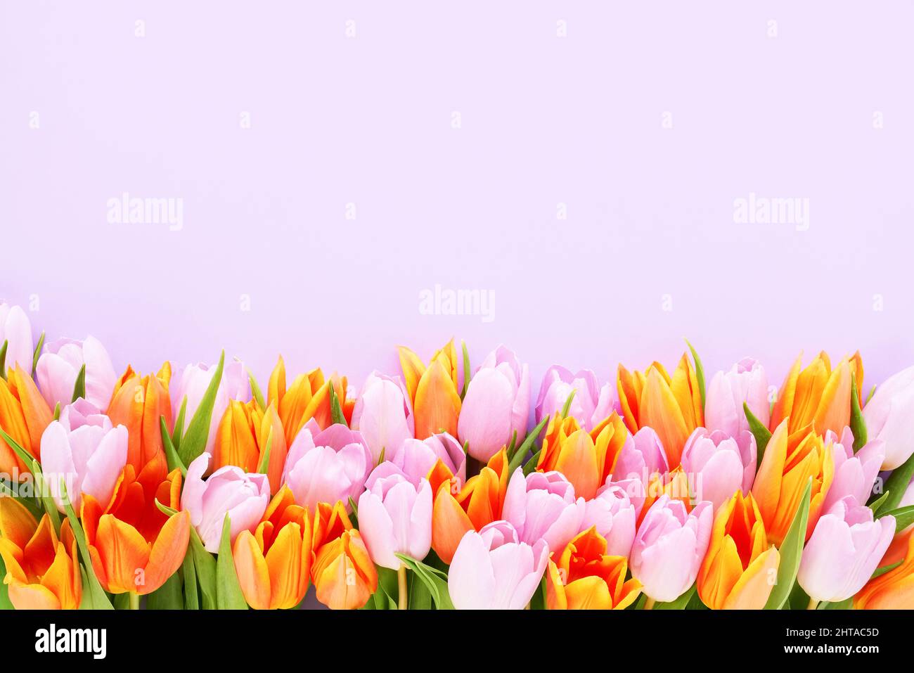 Tulipes roses et orange sur fond lilas. Fête des mères, jour de la Saint-Valentin, concept d'anniversaire Banque D'Images