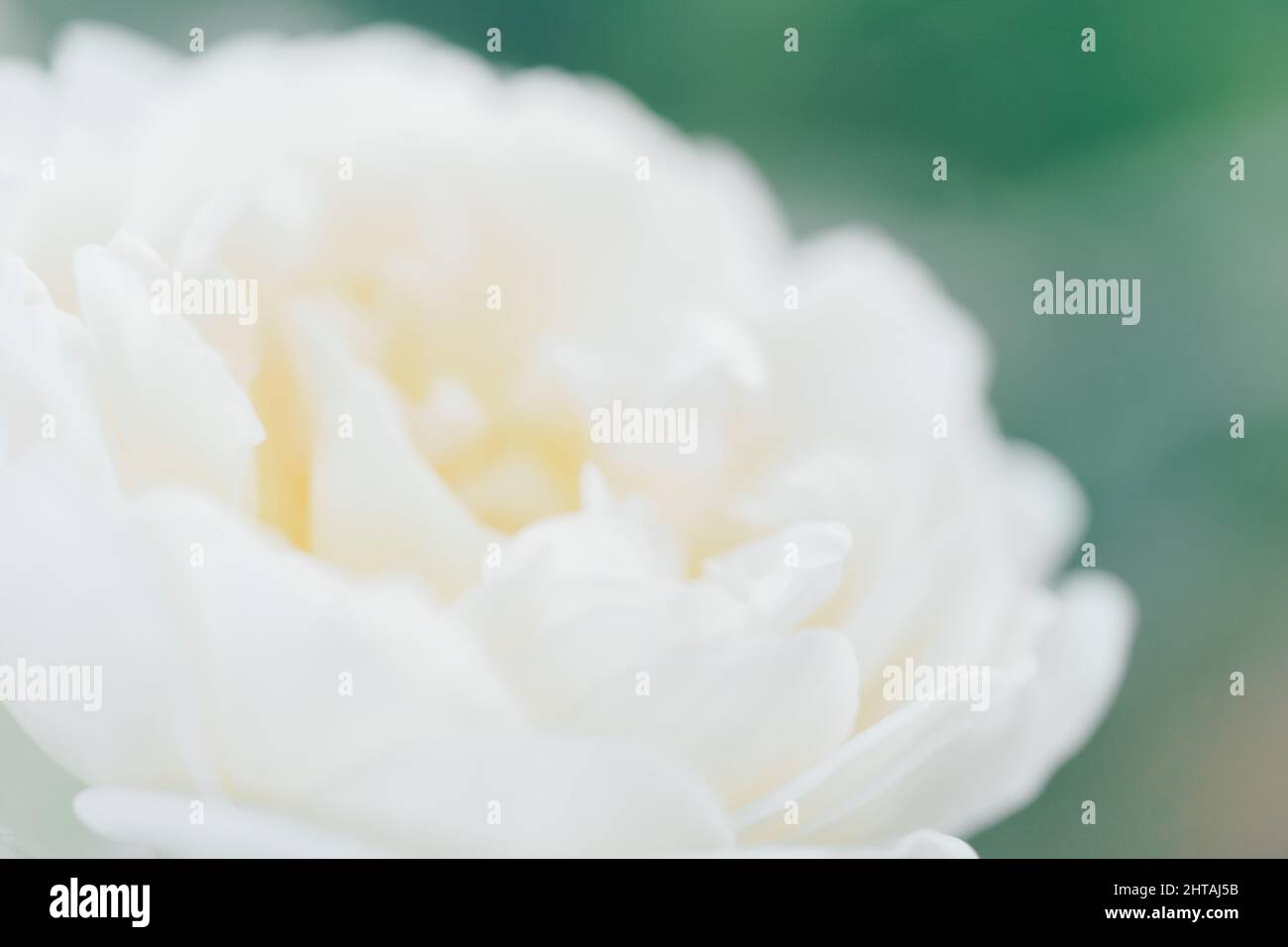 Blanc flou flou flou de flou roses fleurs fond. Toile de fond de fleurs abstraites. Macro de la texture des pétales roses Banque D'Images