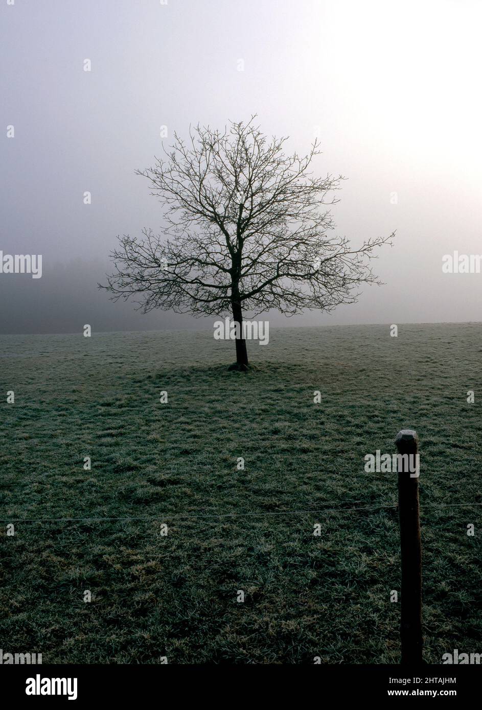 Châtaignier dans le brouillard du matin, Chiemgau, haute-Bavière, Allemagne Banque D'Images