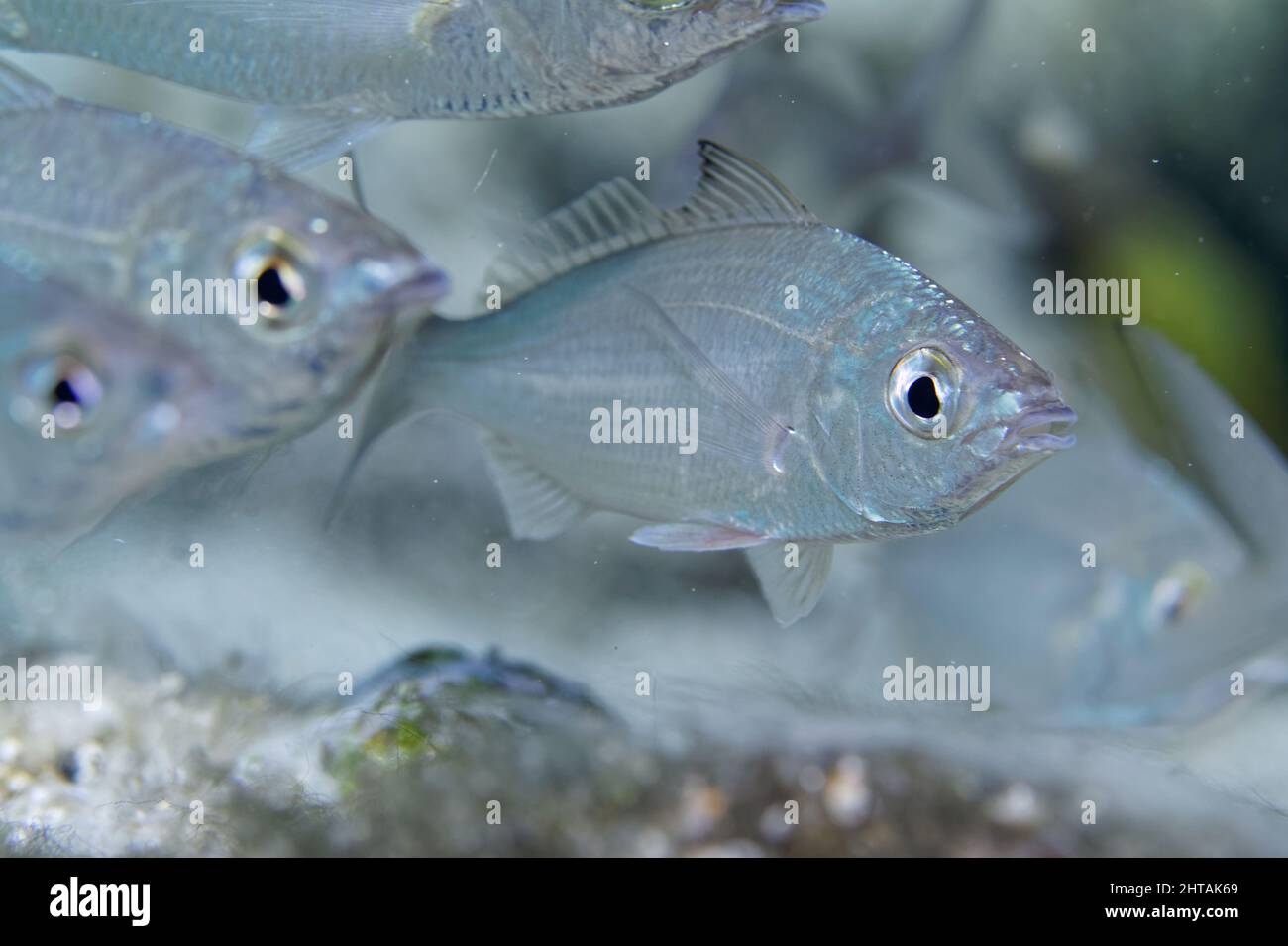 Photo macro de la petite école de Silver Jenny Mojarras (Euchinostomus harengulus). Banque D'Images