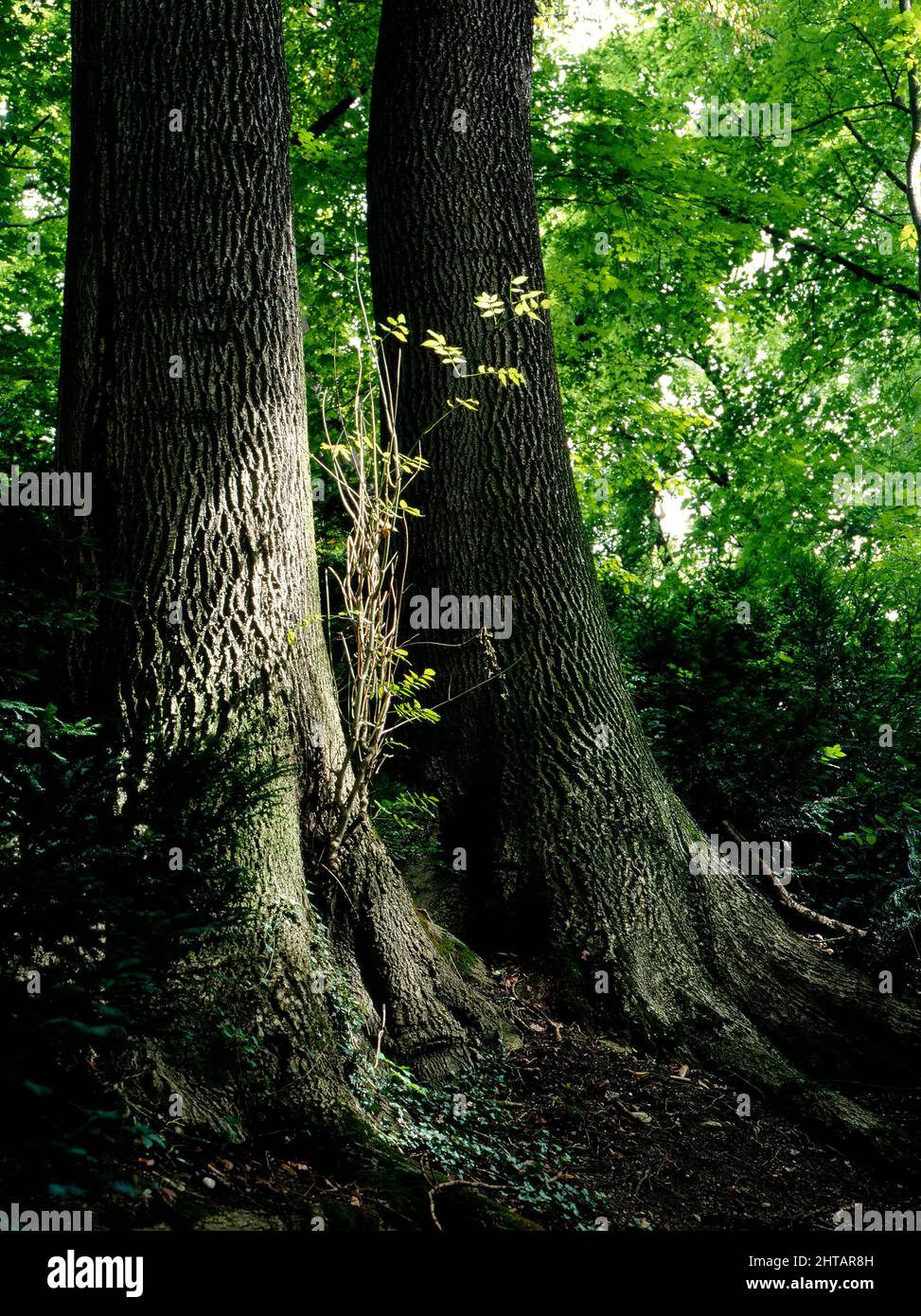 Forêt de hêtre, Chiemgau, haute-Bavière, Allemagne Banque D'Images