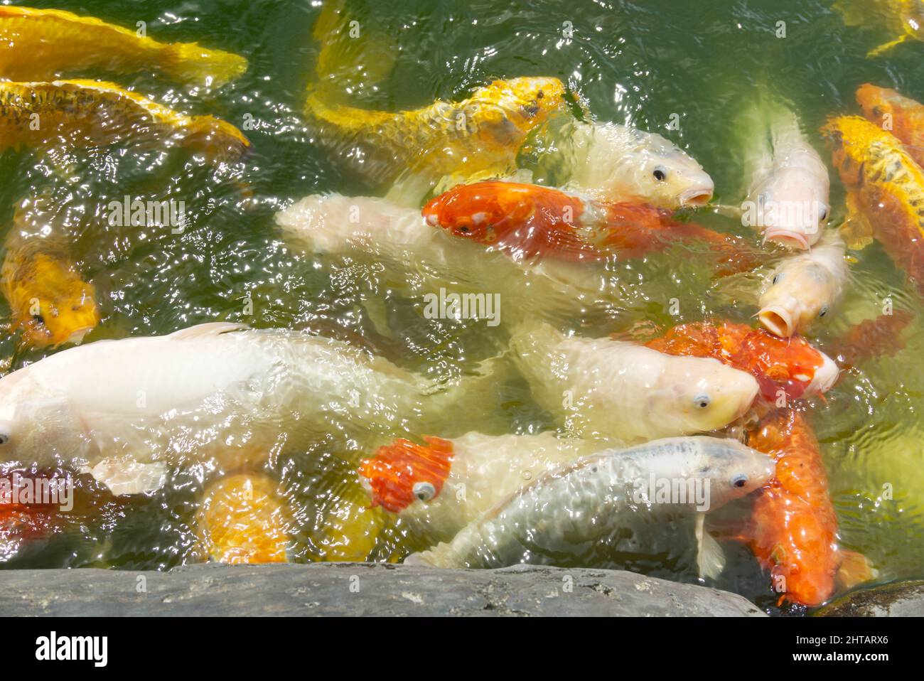 beaucoup de poissons koï dans l'étang. style de photographie d'objet Banque D'Images
