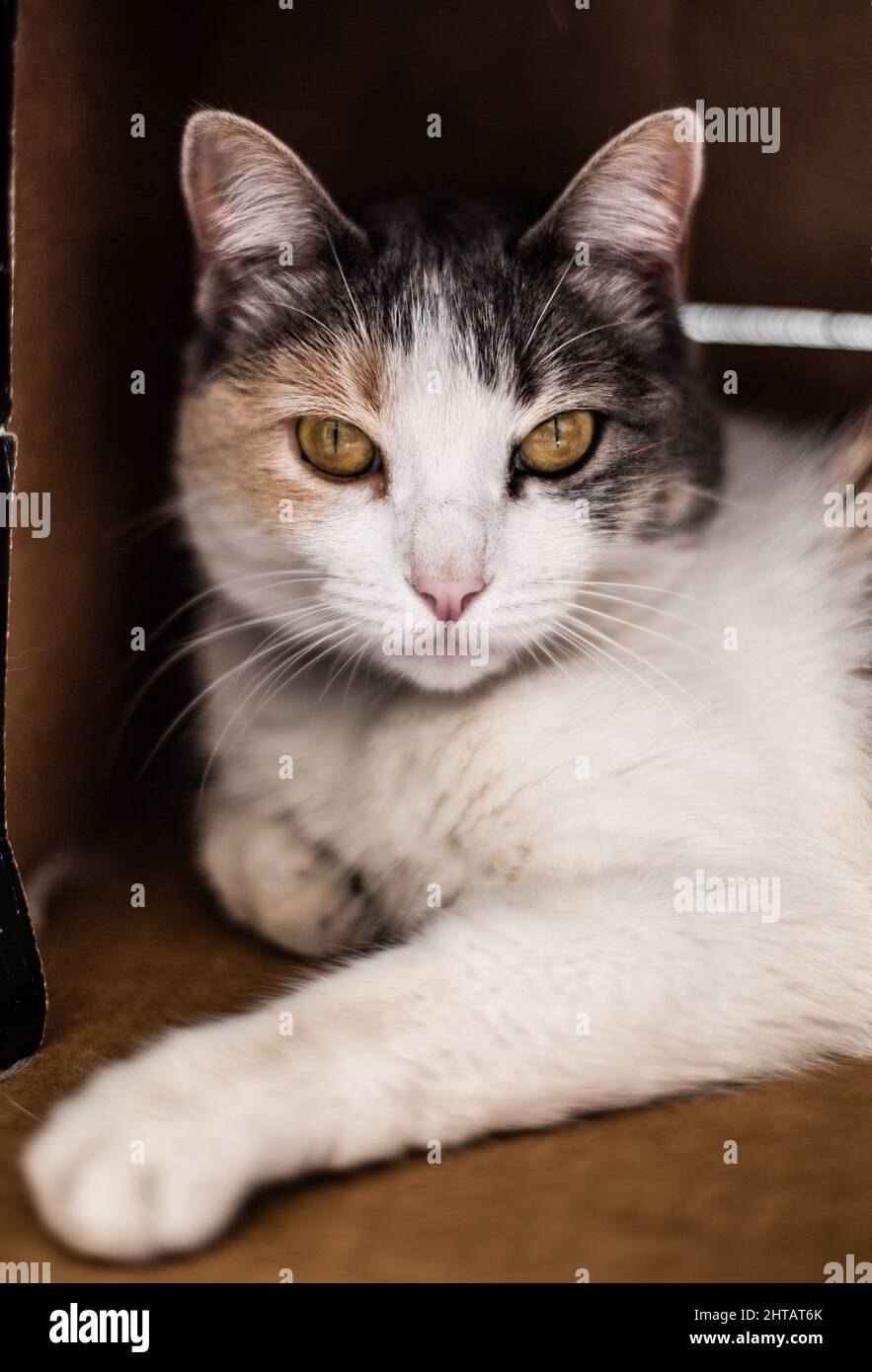 Aux Yeux Vitreux Banque De Photographies Et D Images A Haute Resolution Alamy
