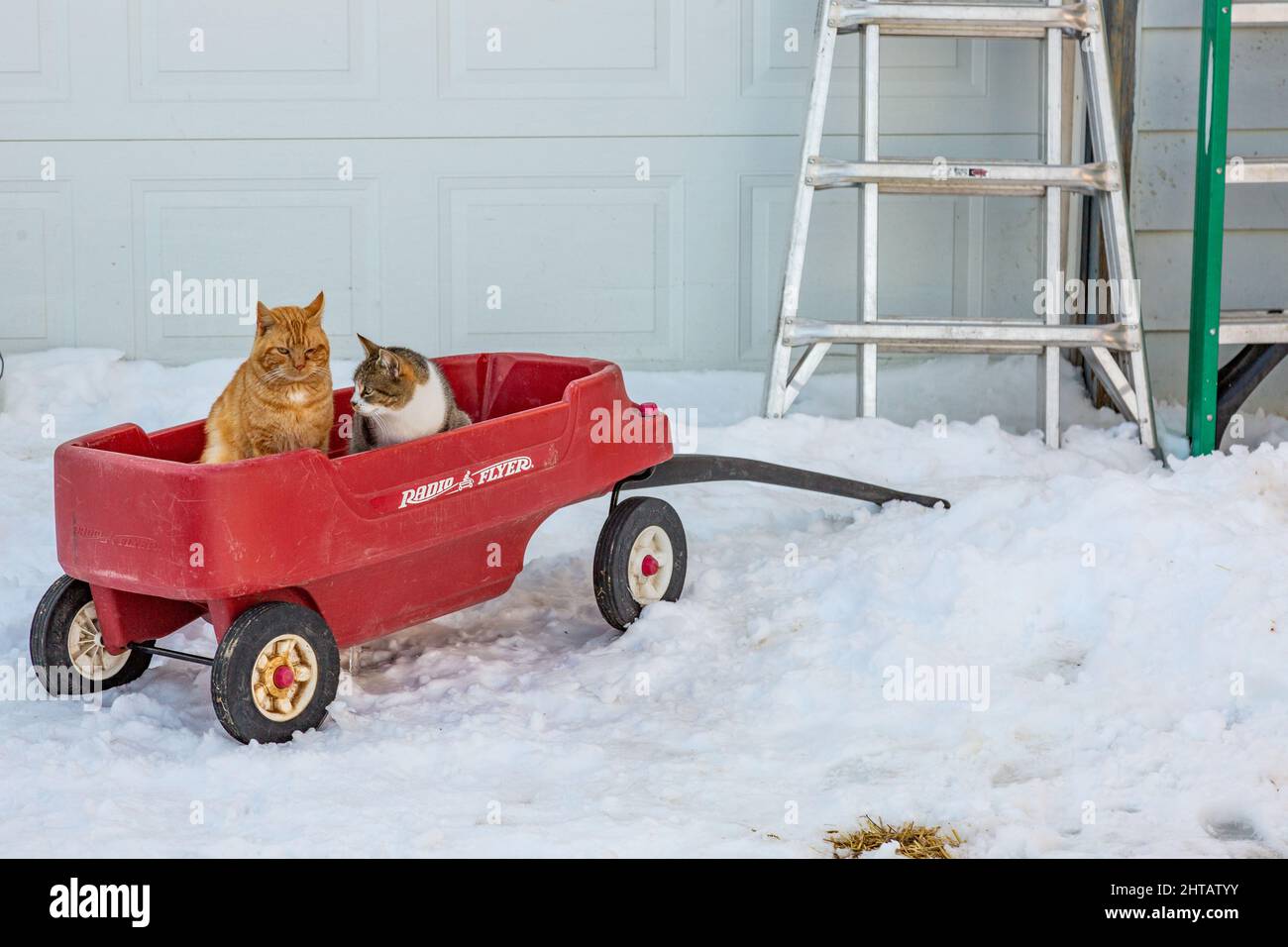 Deux chats à tabby extérieurs s'assoient dans un chariot radio Flyer en plastique rouge par une froide journée d'hiver. Banque D'Images