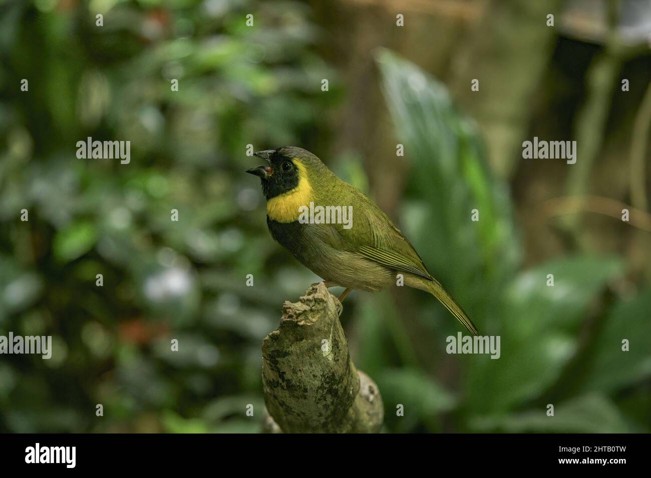 Doux foyer de l'oiseau herbquit cubain perché sur un arbre branc Banque D'Images