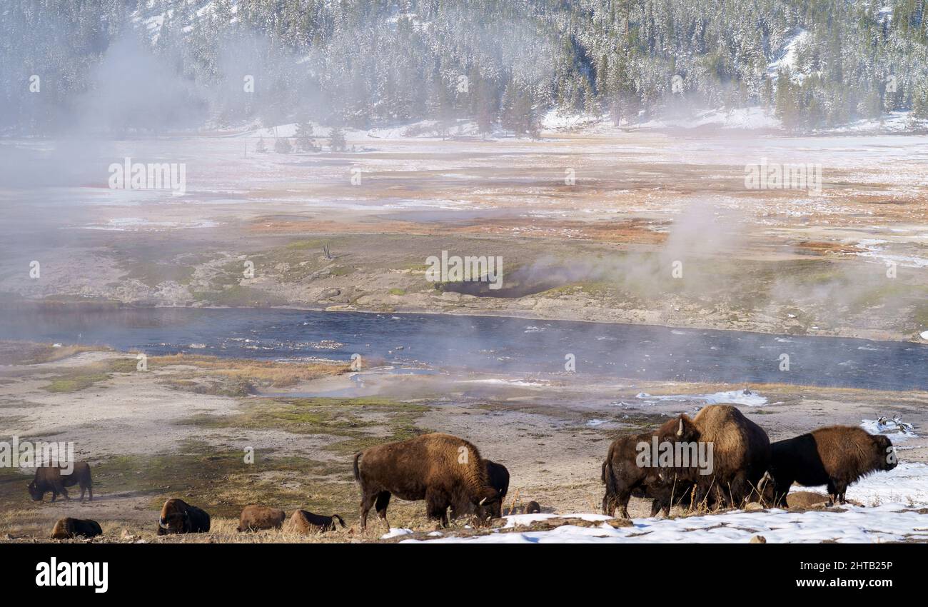 Le troupeau de bisons dans le champ sur le parc national de Yellowstone lors d'une journée ensoleillée dans le Wyoming Banque D'Images