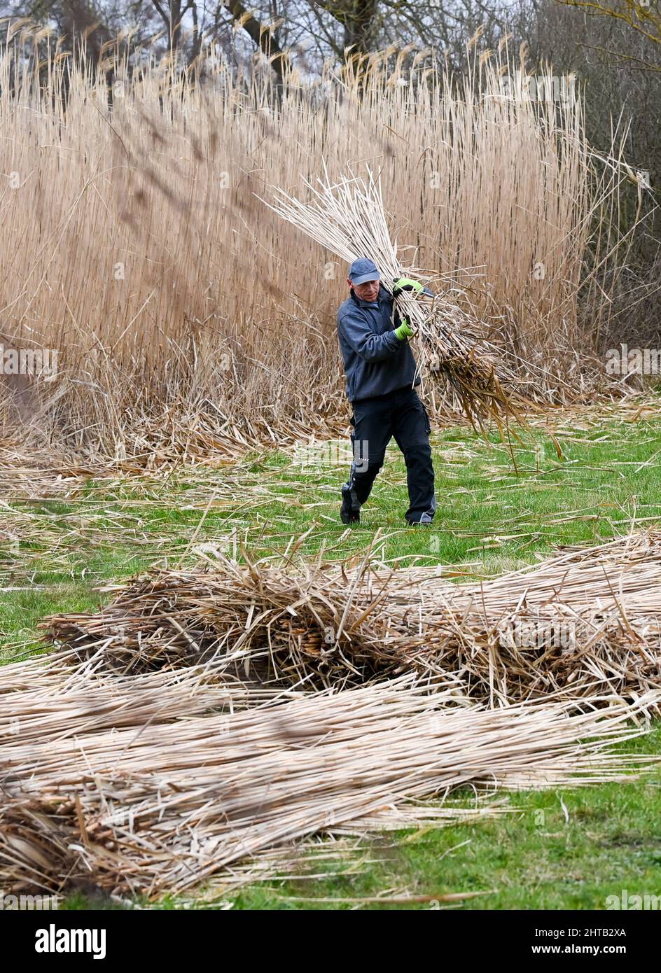 Havelsee OT Pritzerbe, Allemagne. 24th févr. 2022. Wolfgang Wagner, de l'usine de tissage de canne de Pritzerbe, récolte le roseau asiatique Miscanthus sur le site de la dernière usine de tissage de canne d'Allemagne. L'usine de tissage de roseau, fondée en 1946, fabrique des produits traditionnels en roseau comme intimité et protection du soleil ou cadres froids. Les roseaux peuvent encore être coupés jusqu'au 28 février. Depuis 2015, des faits intéressants sur l'artisanat et son histoire ont été compilés dans un musée de Pritzerbe. Ouvert en semaine. De 10 à 16 heures, le week-end sur rendez-vous. Credit: Jens Kalaene/dpa-Zentralbild/ZB/dpa/Alay Live News Banque D'Images