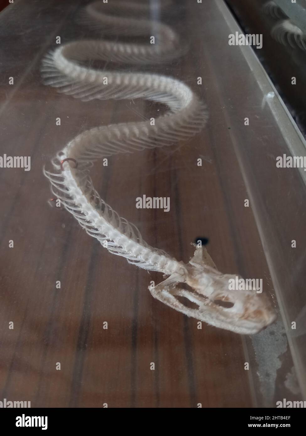 Squelette de serpent, squelette réel. Médicament biologique. Photo de haute qualité Banque D'Images