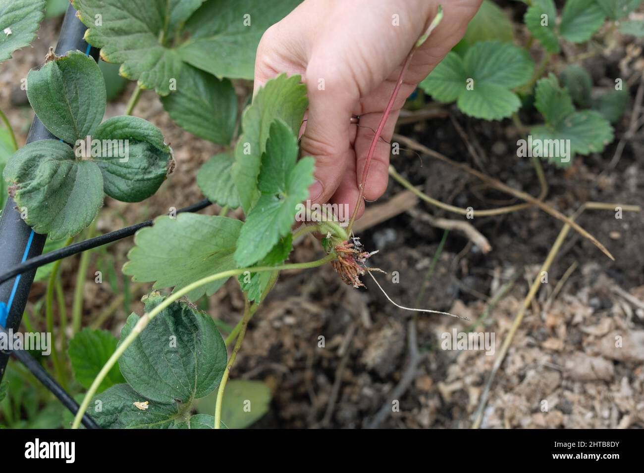 des coureurs sains de fraise de jardin de cultivar avec système de racine développé préparé pour la plantation dans le jardin Banque D'Images