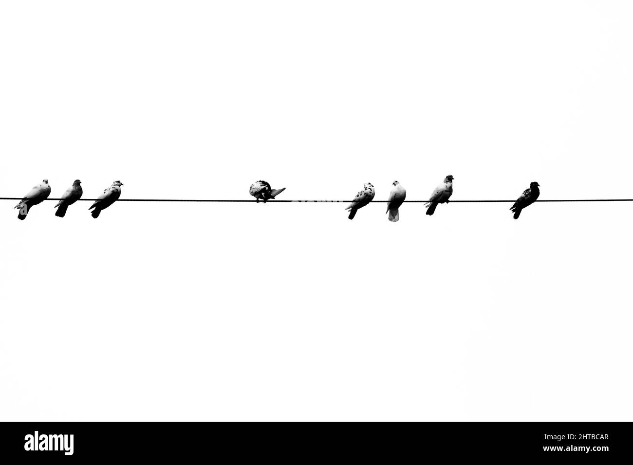 Quelques pigeons d'animaux assis en ligne sur le fil électrique. Oiseaux alignés sur des fils électriques, vue en noir et blanc. Banque D'Images Quelques pigeons d'animaux assis en ligne sur le fil électrique. Oiseaux alignés sur des fils électriques, vue en noir et blanc. Banque D'Images