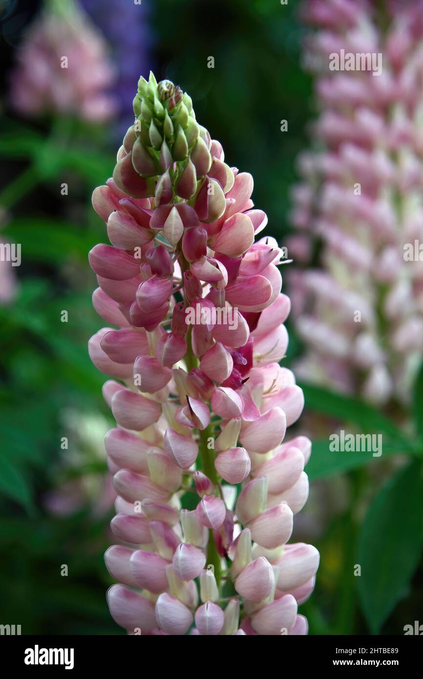 Gros plan sélectif d'une fleur de lupin à grands feuilles qui pousse dans le jardin par temps ensoleillé Banque D'Images
