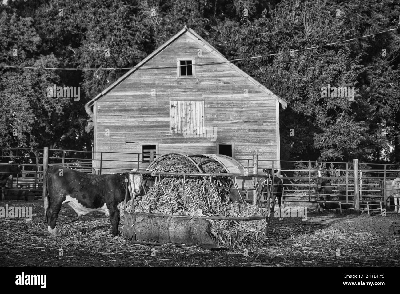Gros plan d'une vache mangeant du foin hors d'un alimenteur Banque D'Images