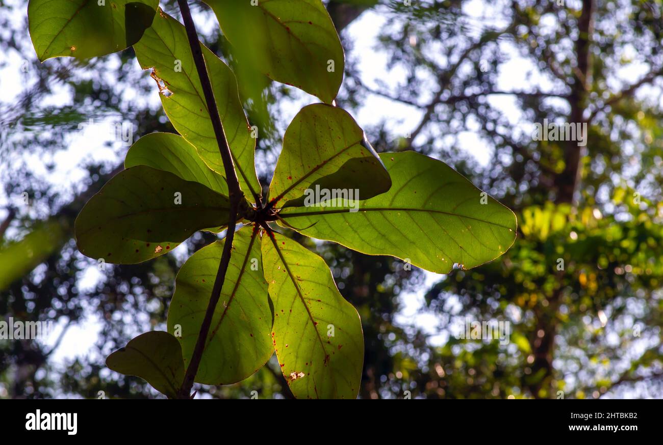 Amande indienne, feuilles d'amande de plage (Terminalia catappa), contre-jour, pour un fond naturel Banque D'Images