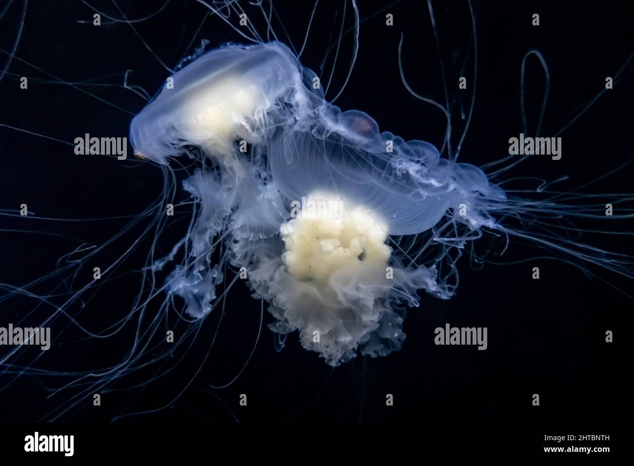 Magnifique vue sous-marine des méduses de jaune d'œuf nageant librement dans l'eau Banque D'Images