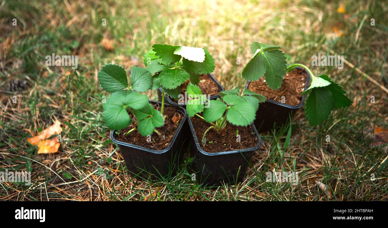 Plantules de fraise en verres de tourbe sur l'herbe, prêtes à planter — free download