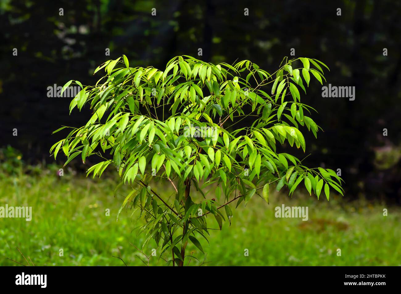 Nagasari (Mesua ferrea), une plante de la famille des Gutiferae Banque D'Images