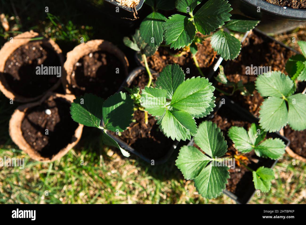 Plantules de fraise en verres de tourbe sur l'herbe, prêtes à planter — free download