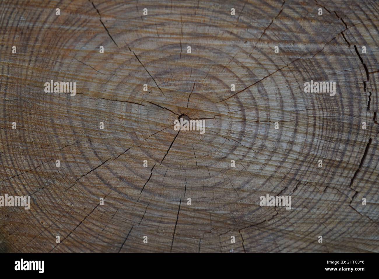 Vue de dessus d'un tronc d'arbre coupé avec de petites fissures dans celui-ci Banque D'Images
