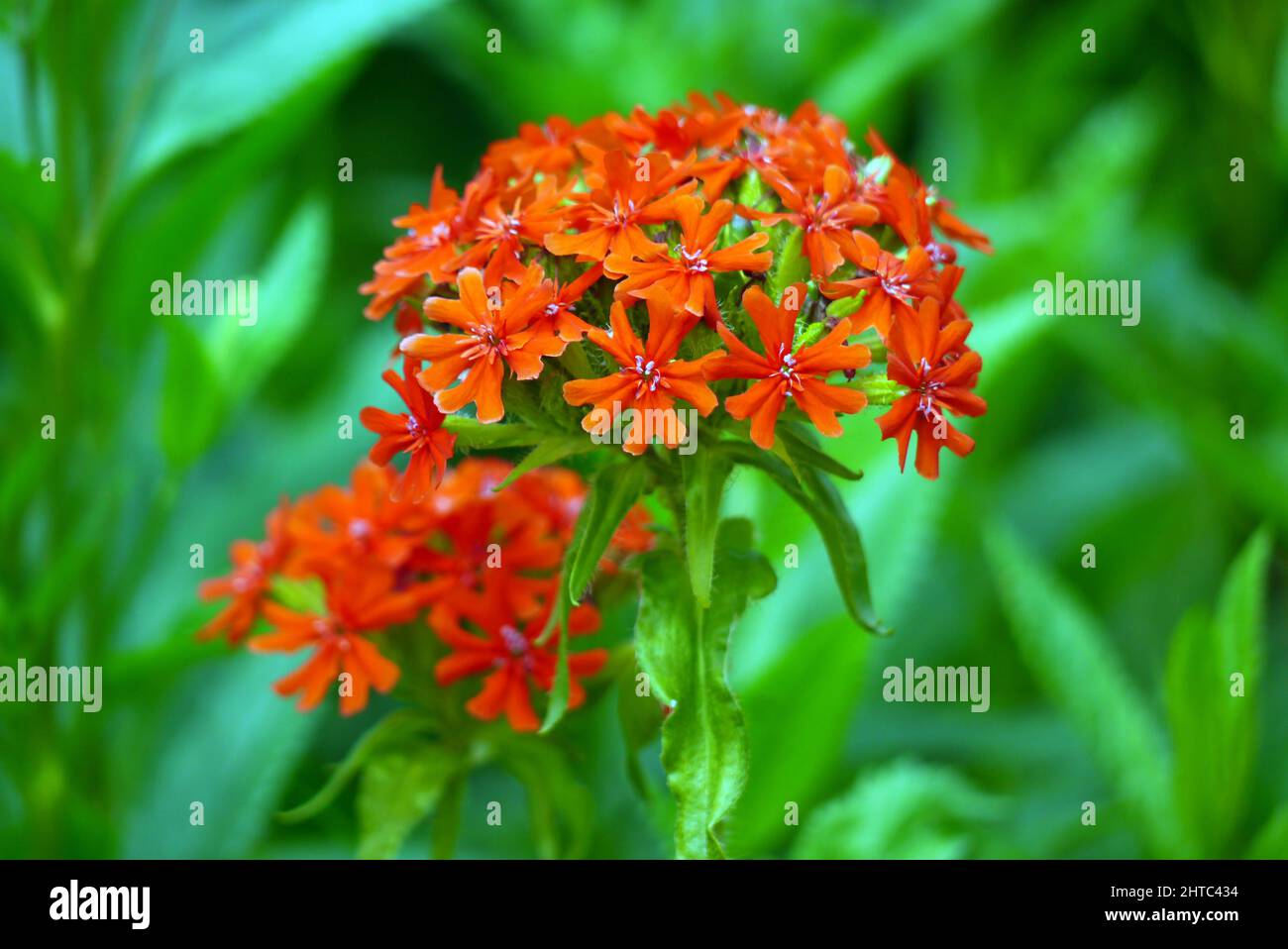 Single Red Silene Chalcedica (Croix de Jérusalem/Croix de Malte) Fleur cultivé aux frontières de RHS Garden Harlow Carr, Harrogate, Yorkshire, Royaume-Uni. Banque D'Images