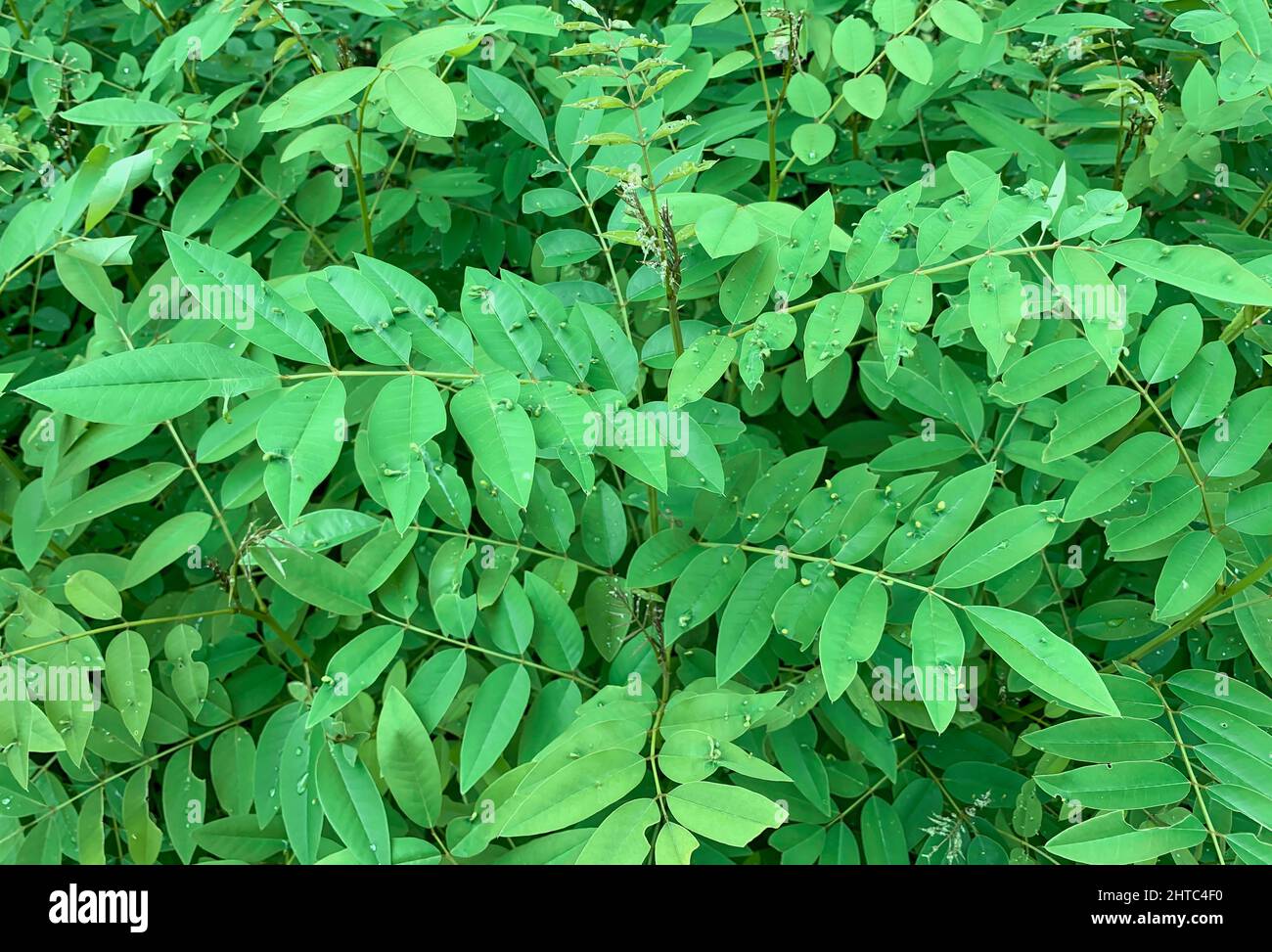Plante indigo (Indigofera tinctoria), plantes vertes à haute valeur nutritive qui sont utilisées comme fourrage alternatif Banque D'Images