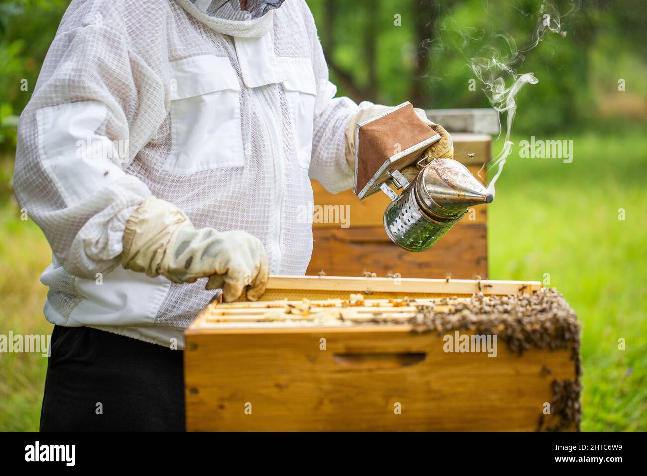 Fumeur d'abeille avec apiculteur travaillant dans son apiaire sur une ferme d'abeille, concept d'apiculteur Banque D'Images