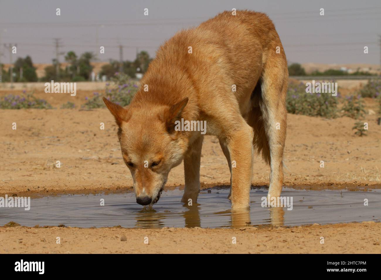 Chien Marron boit de l'eau d'une flaque d'eau dans le désert Banque D'Images