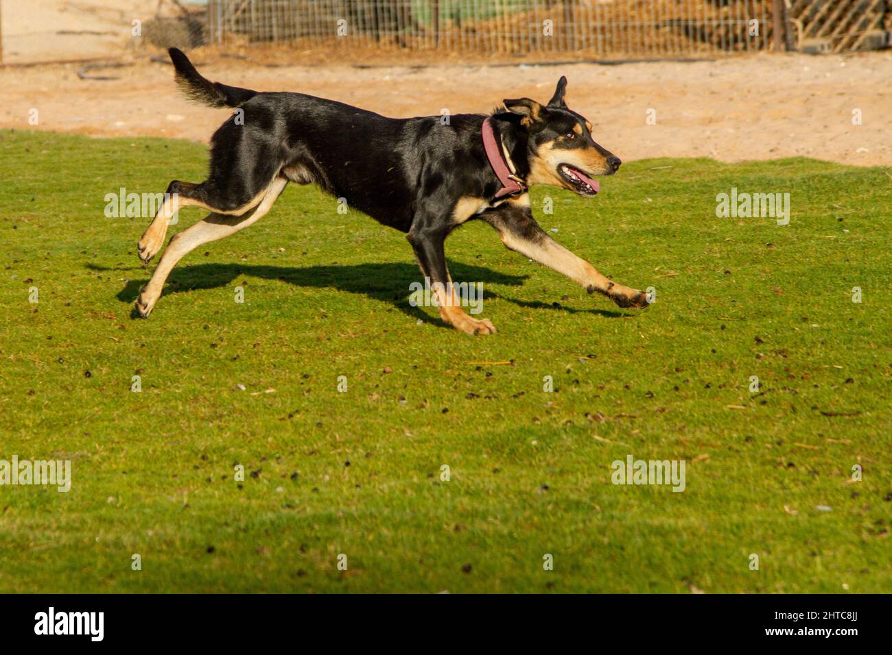 Chien joueur jouant à l'extérieur, court sur la pelouse Banque D'Images