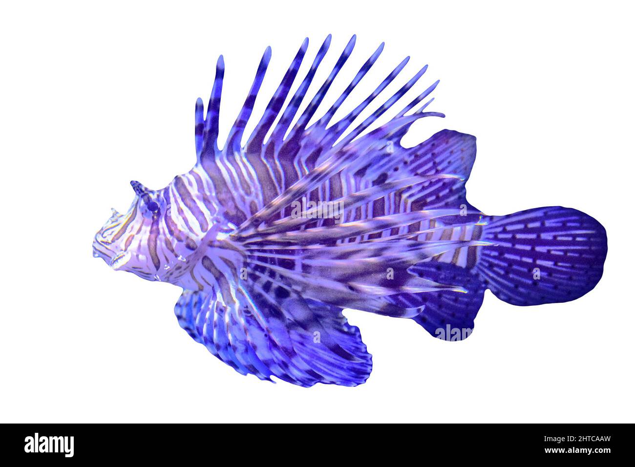 Lionfish coloré avec des épines venimeuses isolées sur fond blanc. Espèce Pterois Volitans dans l'océan Indo-Pacifique, mer des Caraïbes, côte est des États-Unis Banque D'Images