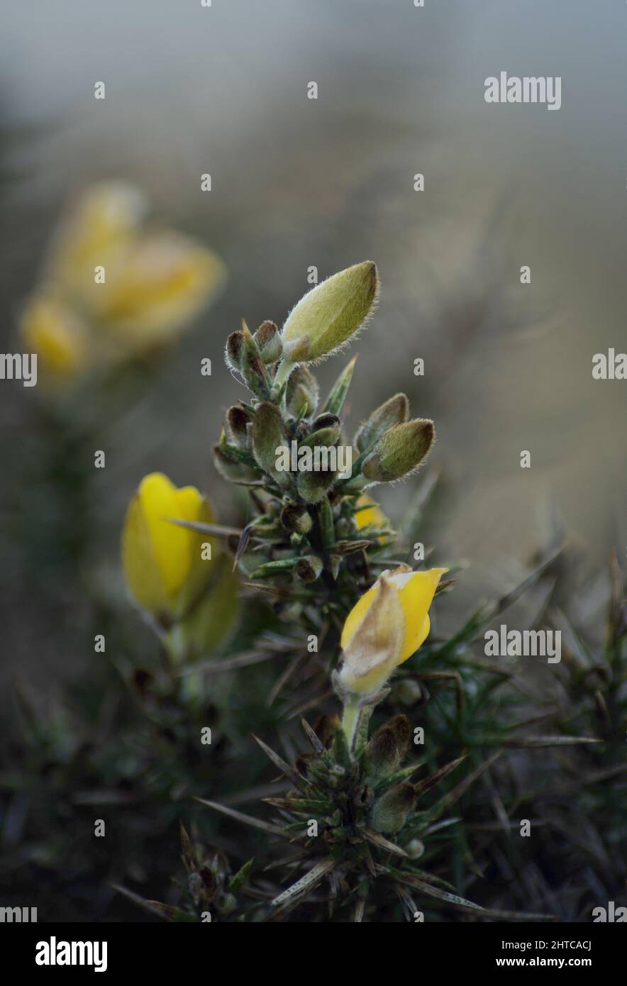 Gorse (Ulex) en fleur, bourgeons sur la branche Banque D'Images