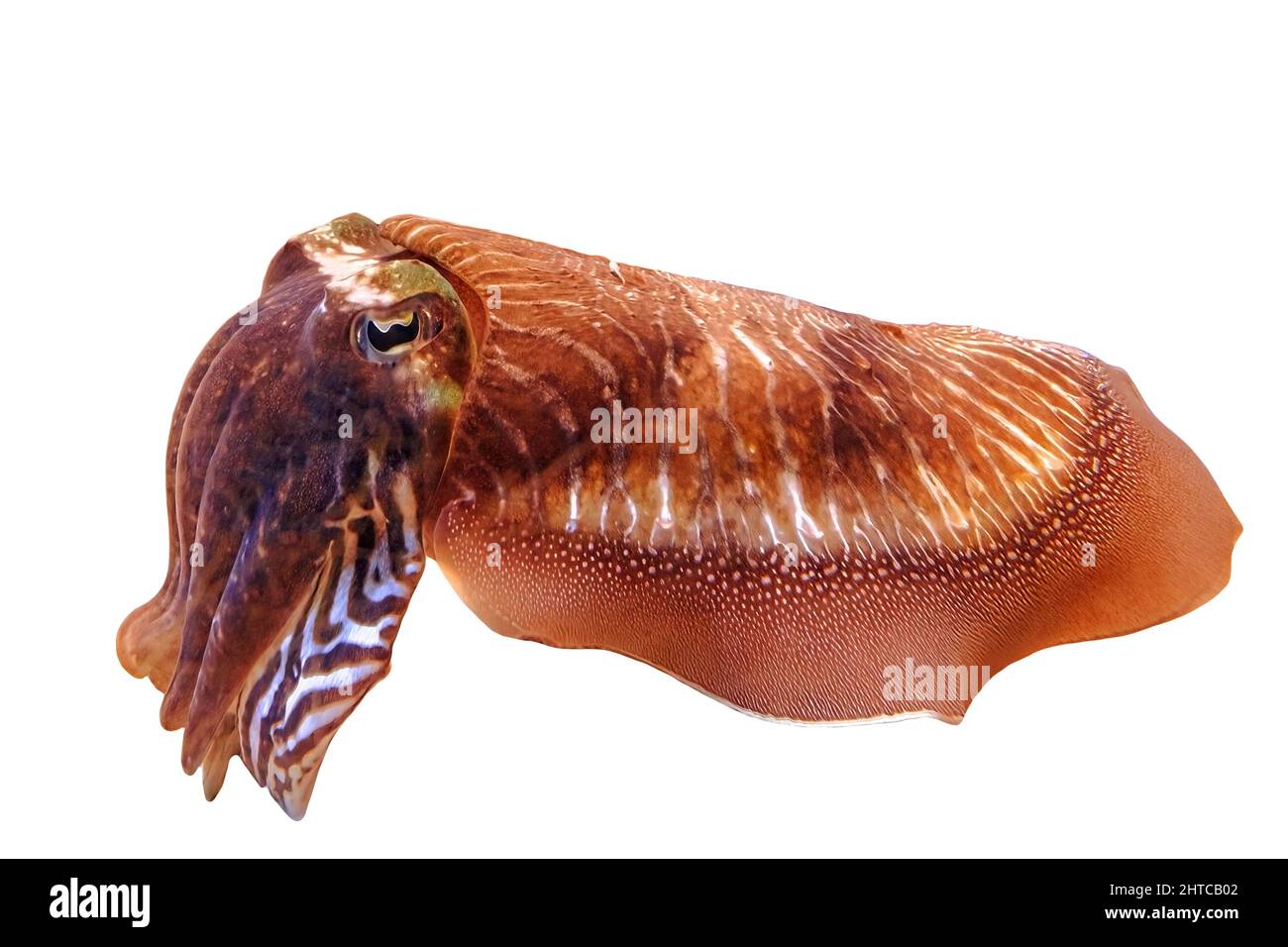 Seiches communes dans un aquarium. Sépia officinalis espèces vivant dans la mer Méditerranée, la mer du Nord, et la mer Baltique ou l'Afrique du Sud. Isolé sur Banque D'Images