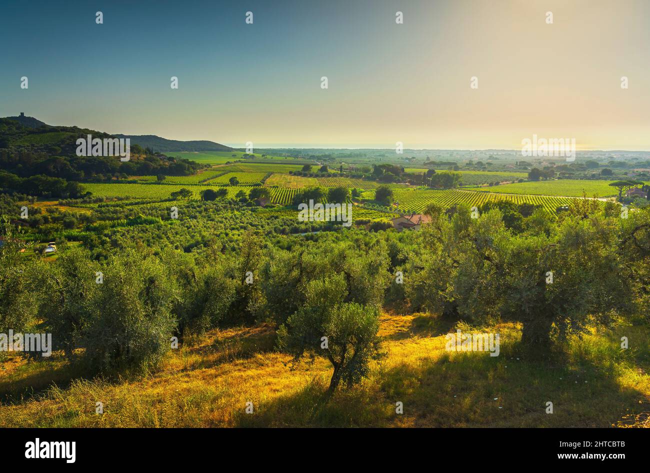 Vue panoramique de Castagneto Carducci, oliviers et vignobles de Bolgheri. Alta Maremma, Toscane, Italie Banque D'Images