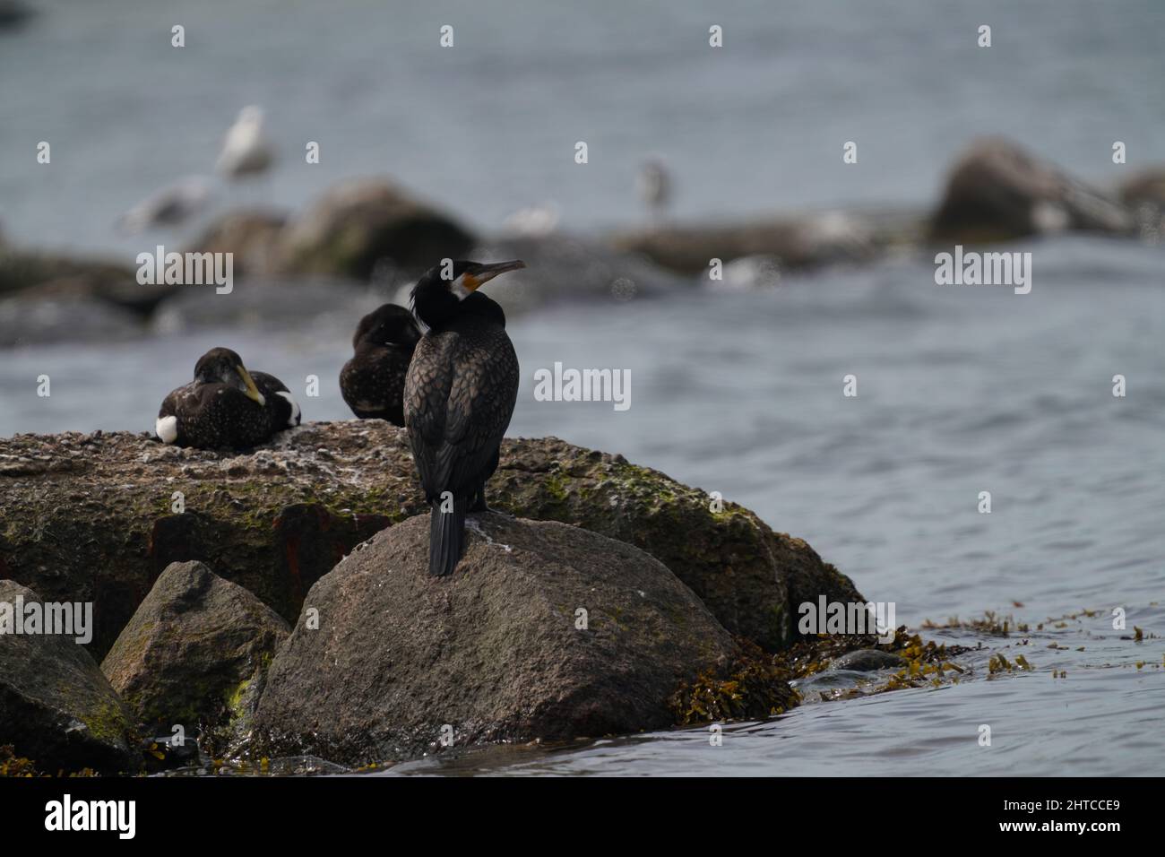 Photo de foyer peu profond de trois grands oiseaux cormorans assis sur des rochers humides dans la mer par une journée ensoleillée Banque D'Images