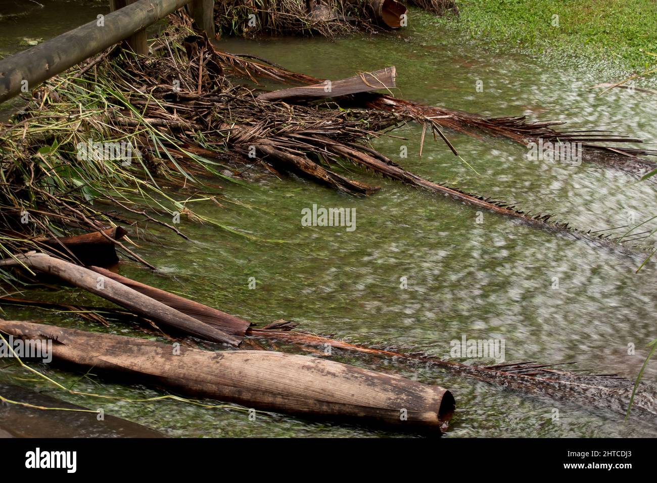 Inonder l'eau qui coule au-dessus des palmiers tombés piégés autour de la clôture du jardin. Inondations de la Nina, Queensland, Australie, février 2022. Banque D'Images
