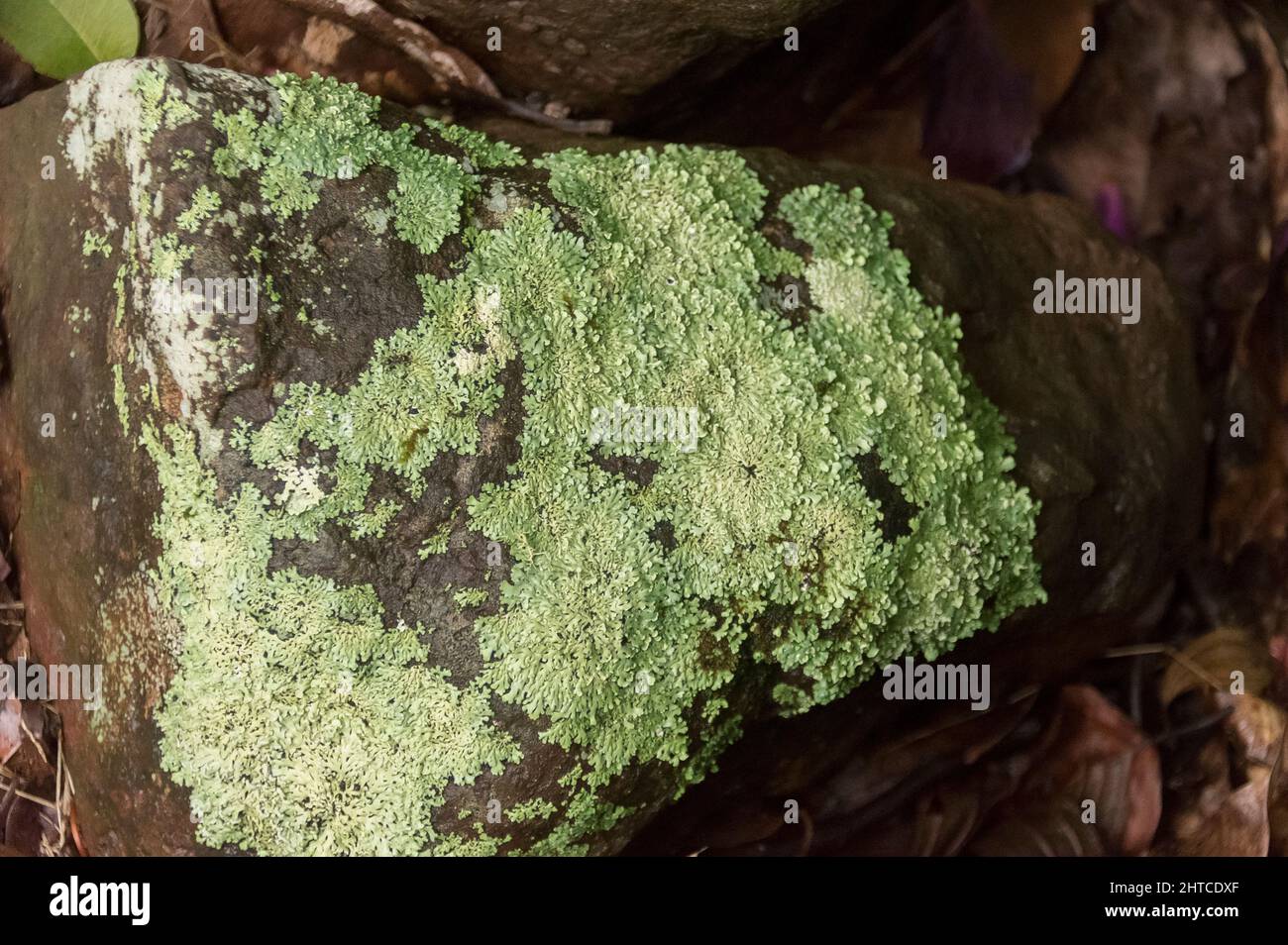 Roche de basalte presque couverte de lichen vert pastel (champignons et algues en symbiose) , sous la pluie. Un jardin privé dans le Queensland, en Australie. Arrière-plan. Banque D'Images