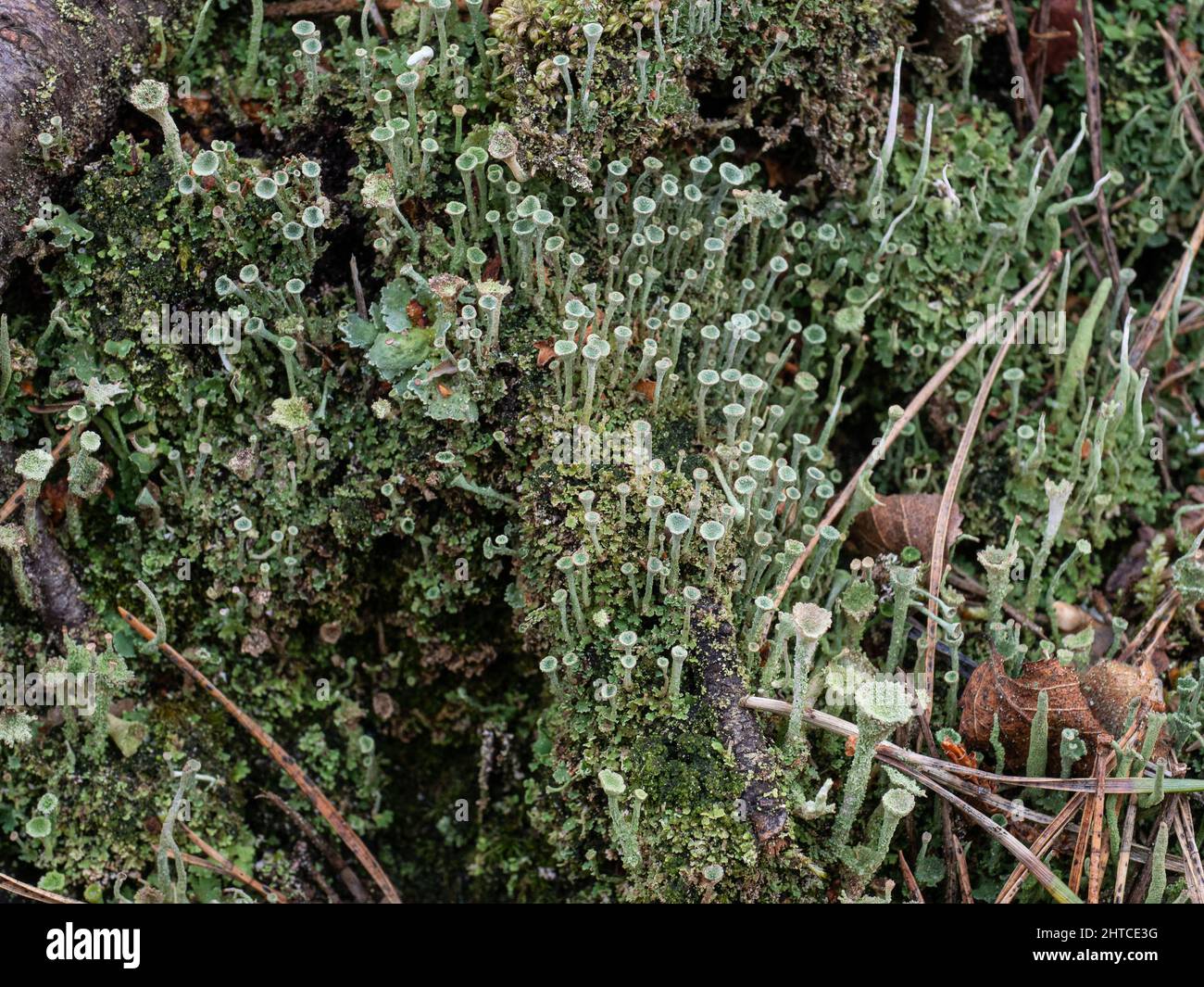 Un gros plan d'une parcelle de lichen gris Cladonia fimbriata poussant sur un sol boisé. Banque D'Images