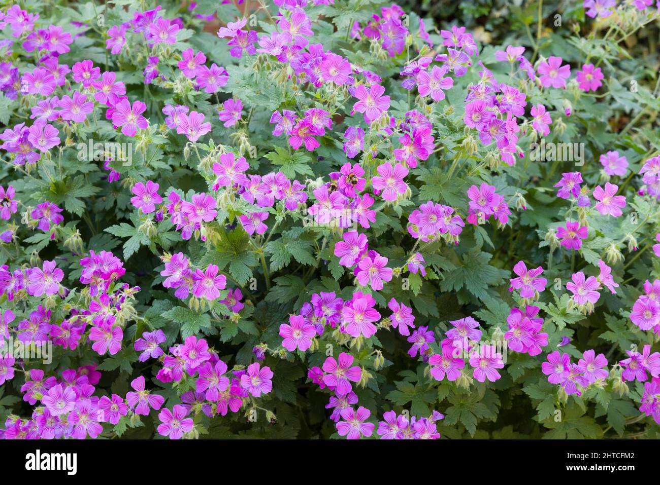 Fleurs de géranium, plante indigène du Royaume-Uni géranium sylvaticum, gros plan de la floraison des spécimens au printemps Banque D'Images