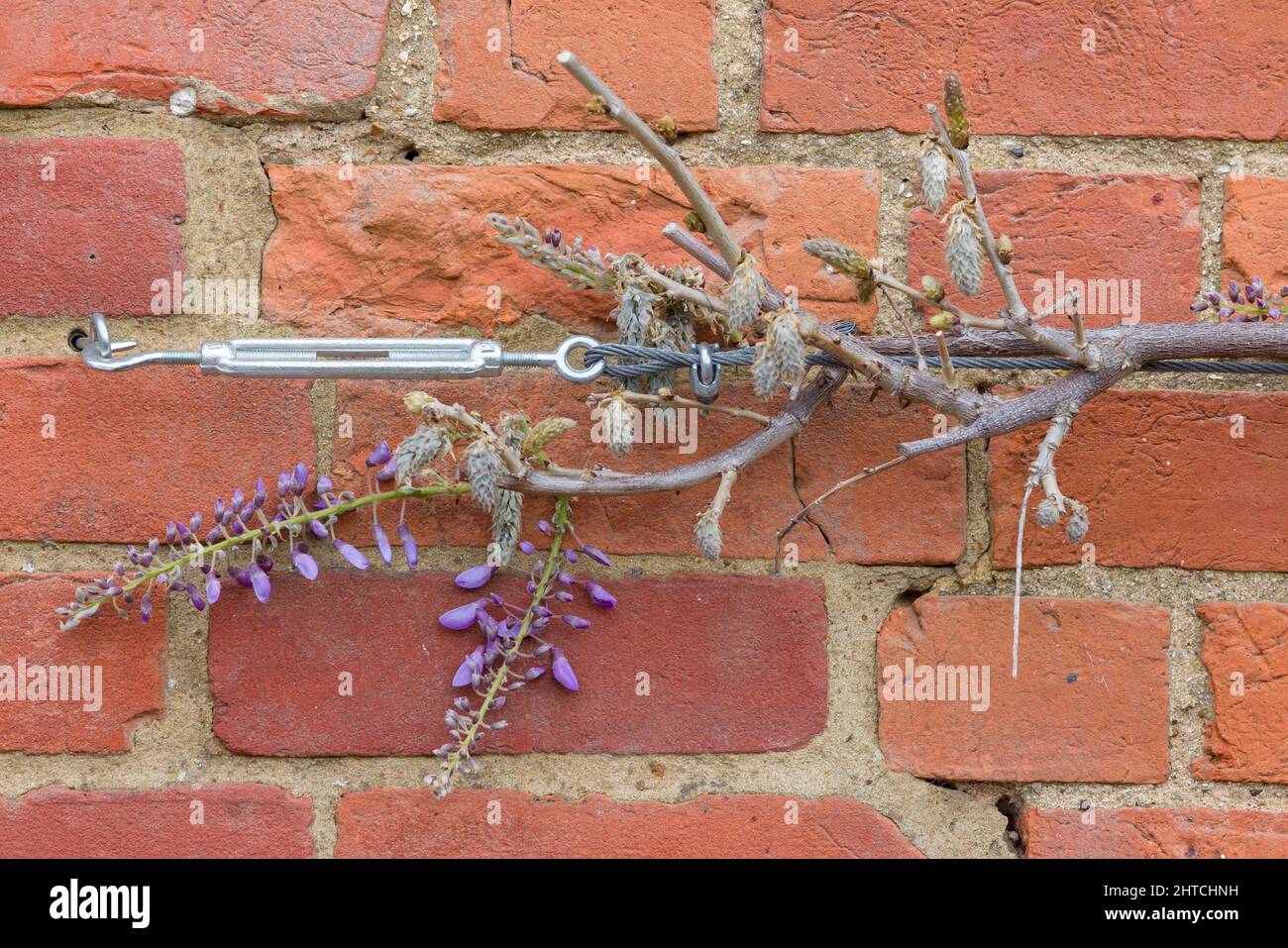 Plante de wisteria ou arbre grimpant sur un mur de brique, Royaume-Uni. Soutien ou entraînement avec câble métallique, tendeur et œilletons de vigne. Banque D'Images