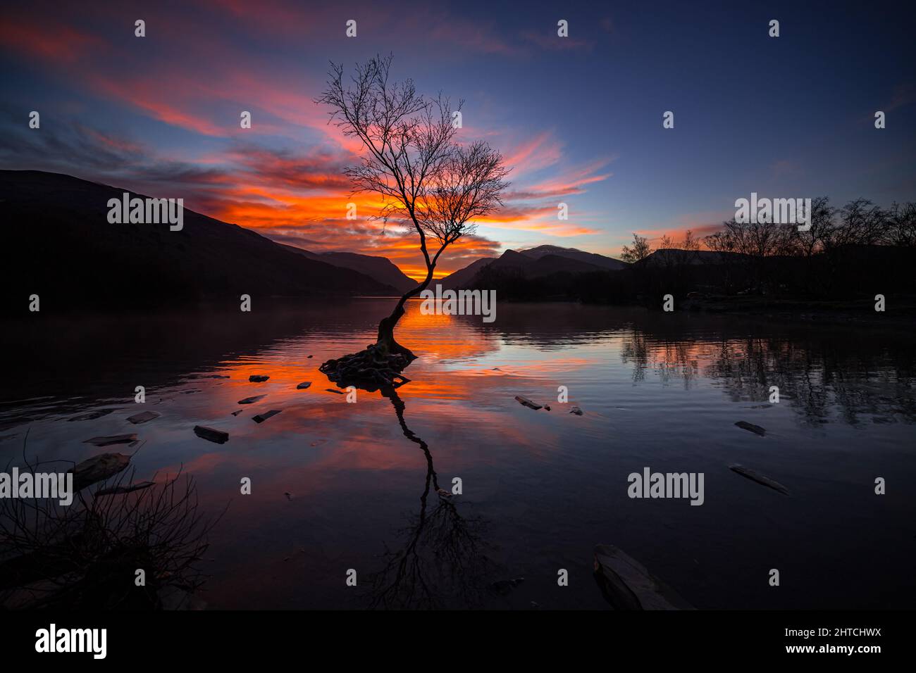 Arbre solitaire au lever du soleil, Llyn Padarn, Llanberis, Snowdonia, pays de Galles du Nord Banque D'Images