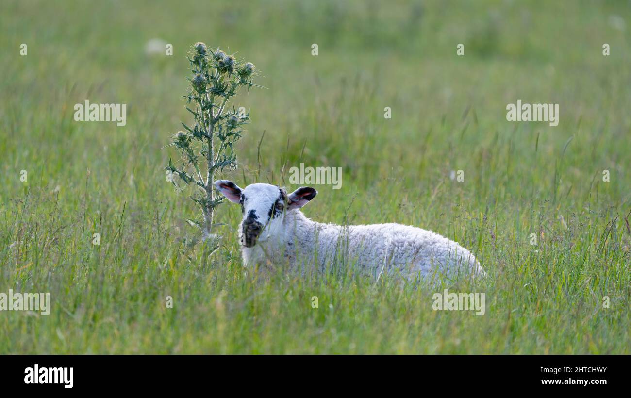 Un agneau à côté d'un chardon en Écosse. Banque D'Images