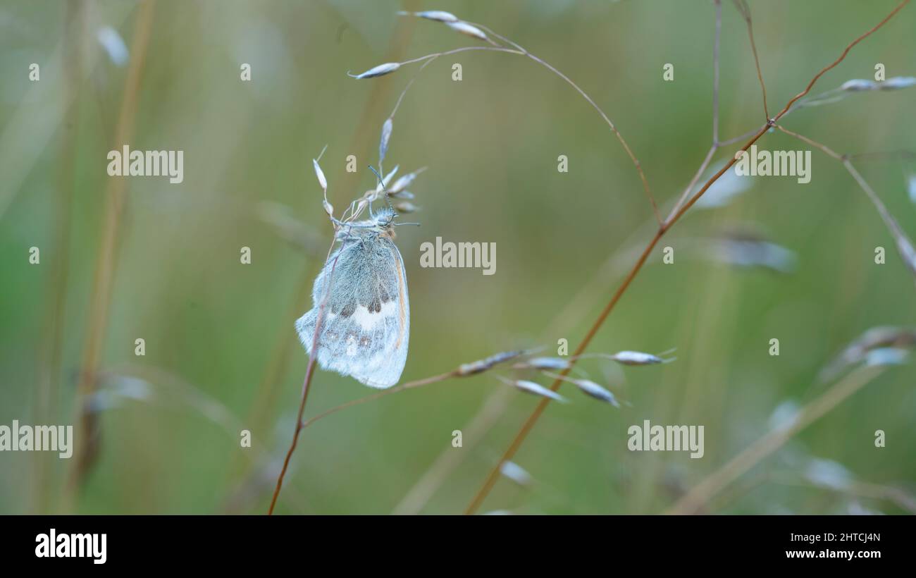 Papillon Small Heath Banque D'Images