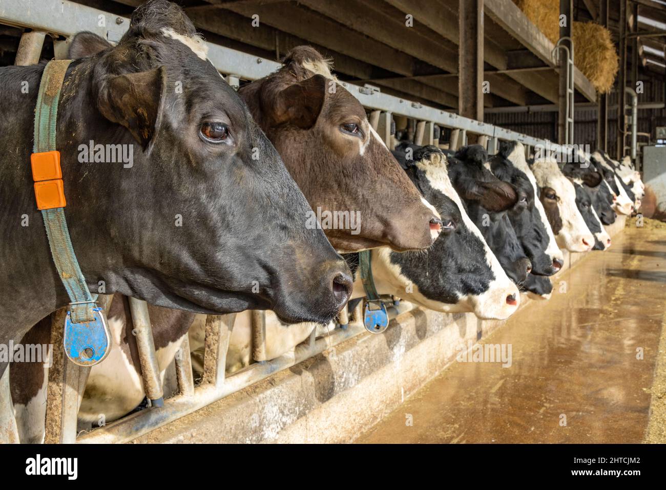 La vache se dirige dans une grange dans une rangée en attendant le temps de nourrir, piquant à travers les barres d'une porte dans une grange, tête entre les poteaux de la clôture dans une grange Banque D'Images