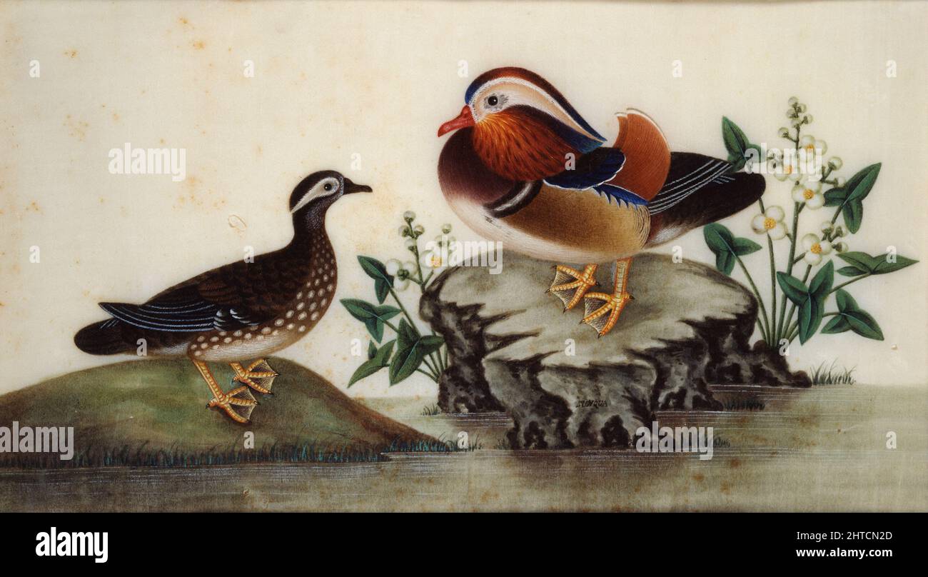 Deux canards et plantes à fleurs d'eau par un étang, fin 19th siècle. Dimensions : 30,48 cm (longueur) ; 17,78 cm (hauteur). Banque D'Images