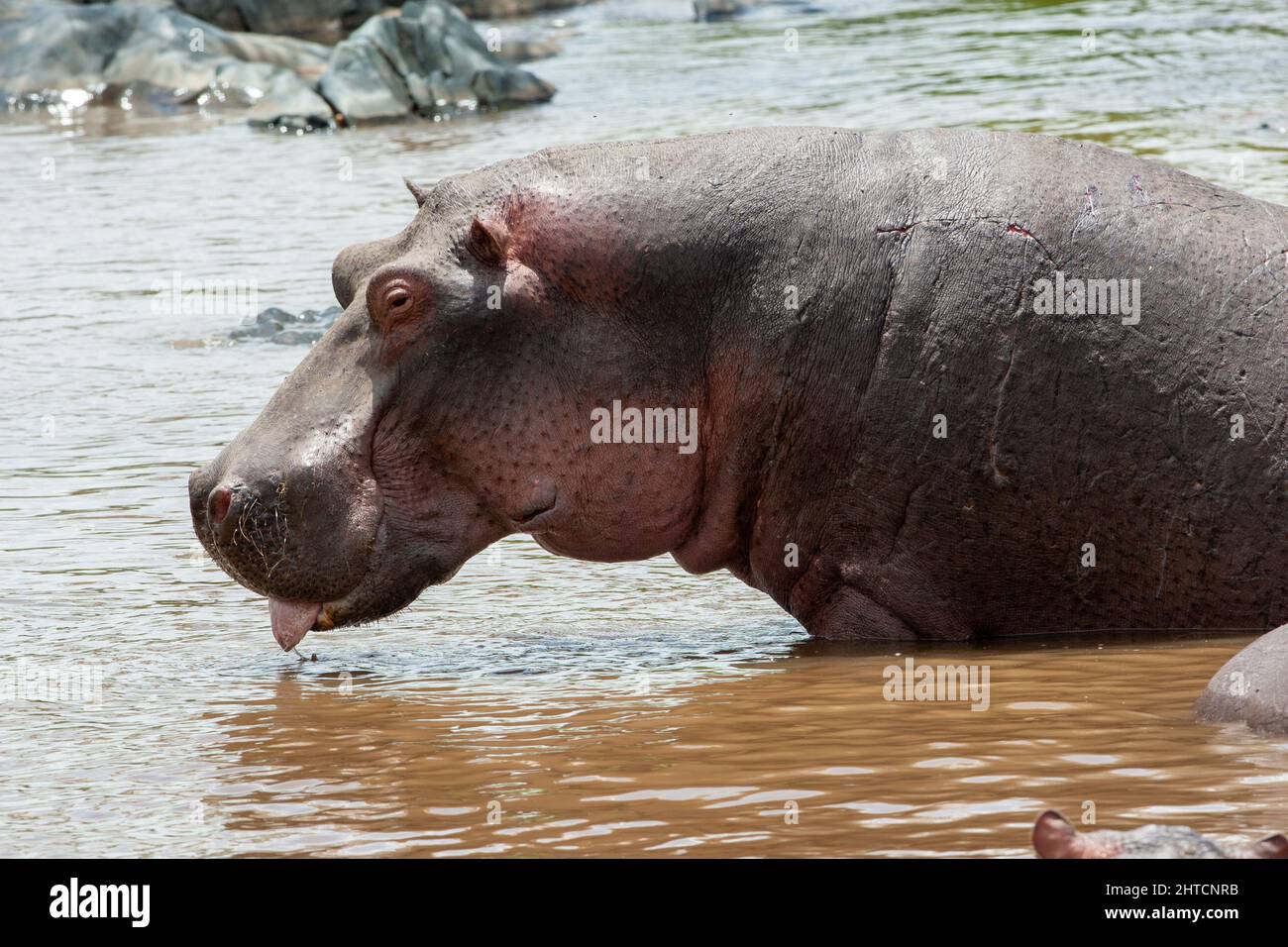 Une famille de l'Hippopotame (Hippopotamus amphibius) dans un trou d'eau. Bien que ces animaux sont grégaires et vivent souvent dans des grands groupes, ils ne sont pas très Banque D'Images