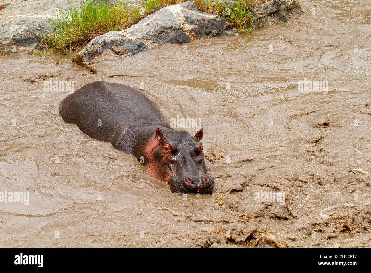 Une famille de l'Hippopotame (Hippopotamus amphibius) dans un trou d'eau. Bien que ces animaux sont grégaires et vivent souvent dans des grands groupes, ils ne sont pas très Banque D'Images